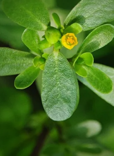植萃成分